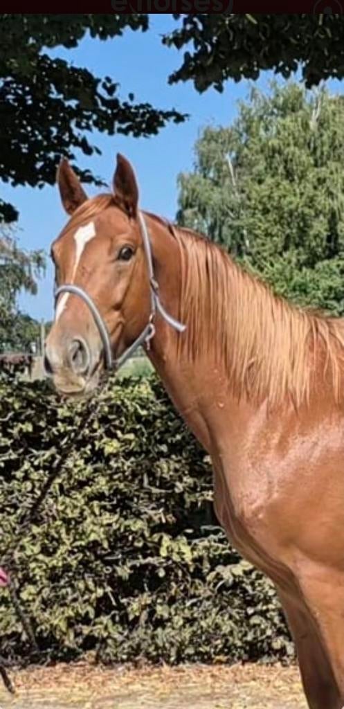 5j ruin pegase  x querlybet springen, Dieren en Toebehoren, Springpaard, Met stamboom, B, Ruin