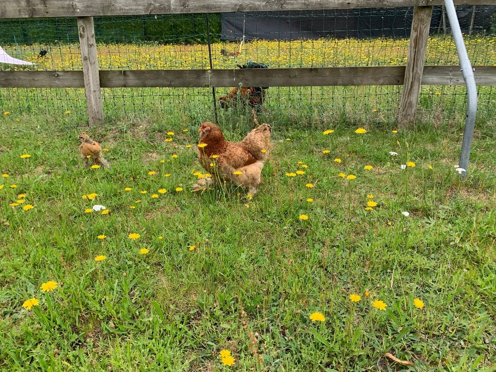 Jonge kriel hen goed aan de leg. Gevaccineerd. Brahma mix, Vrouwelijk, Kip