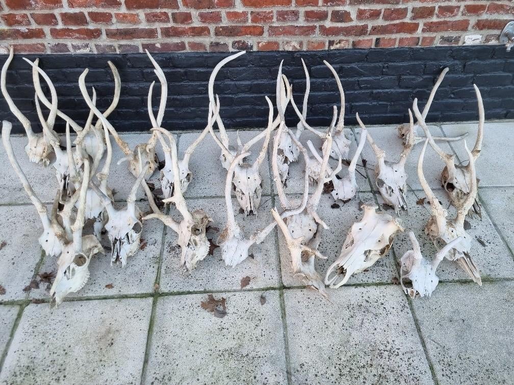 schedels edelherten, Ophalen, Gebruikt, Hert, Gewei of Kop