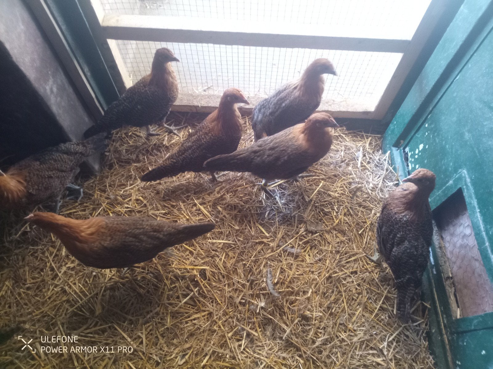Legkippen, Meerdere dieren