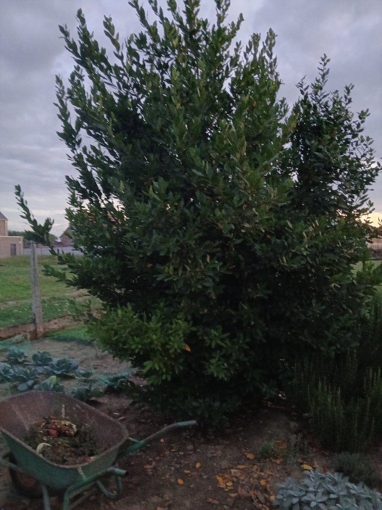 Laurier, Tuin en Terras, Planten | Struiken en Hagen, Ophalen, Laurier, Struik, 250 cm of meer