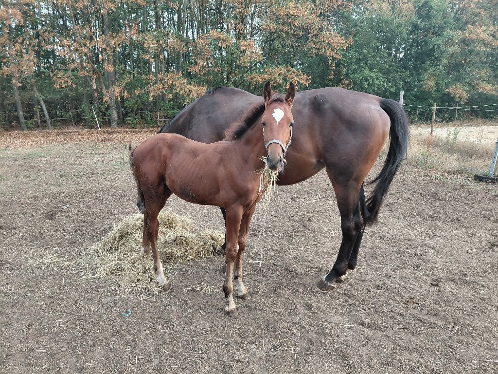 Hengstveulen, Avec pedigree, Étalon, 0 à 2 ans, Non dressé