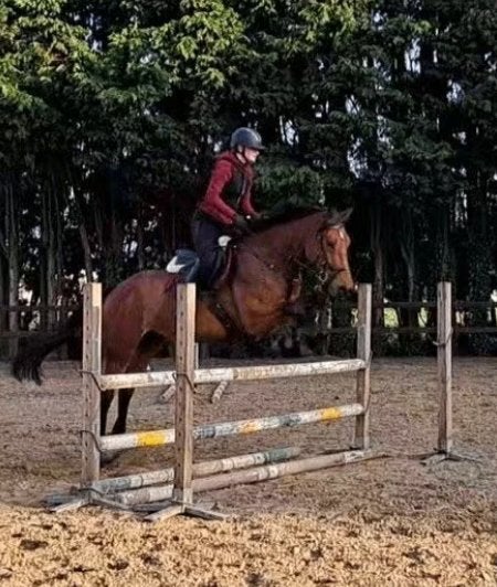 Gezocht: leasepaard - bruikleenpaard, Jument