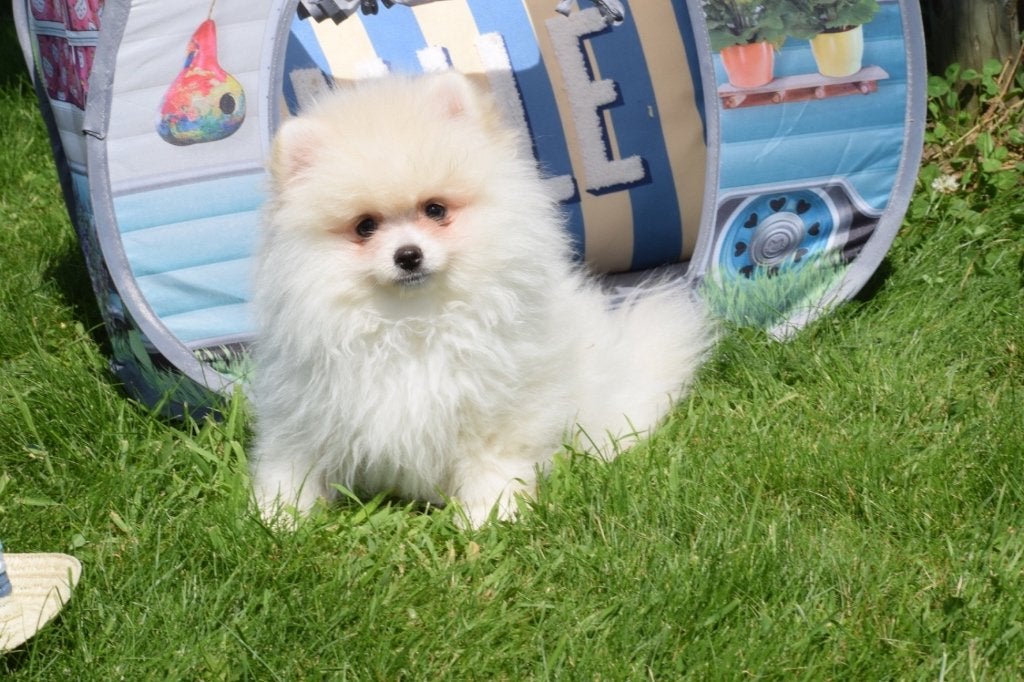 Dwergkees, Pomeriaan ,keeshond ,Spitz pups, Dieren en Toebehoren, België, Keeshond, 8 tot 15 weken, Meerdere