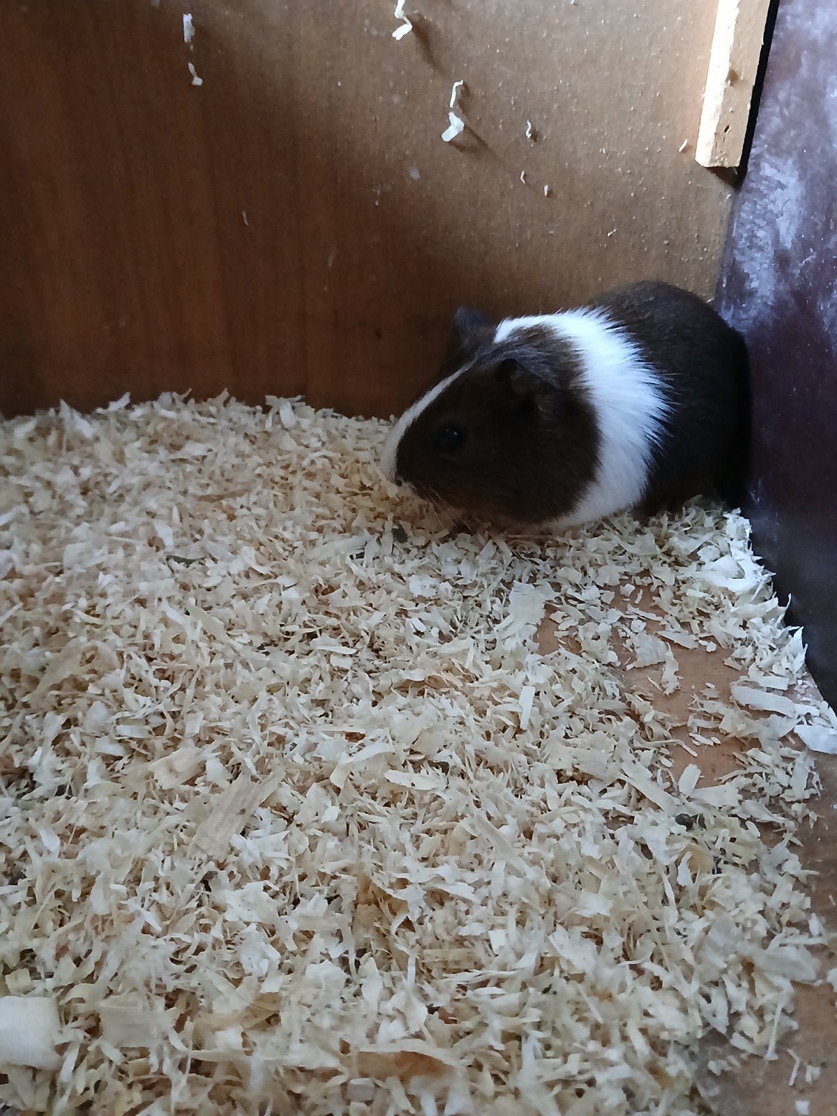 cavia beertje, Animaux & Accessoires, Juillet, Mâle, Cobaye