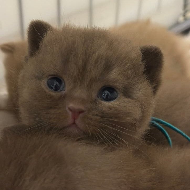 British Shorthair Chocolate - Cinnamon - Fawn/lilac, Plusieurs animaux, Avec pedigree, 0 à 2 ans