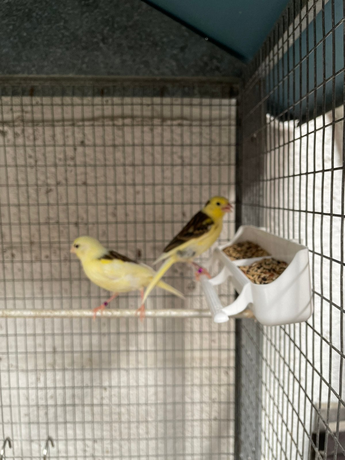 Kanariejongen 2026, Dieren en Toebehoren, Vogels | Kanaries, Geslacht onbekend
