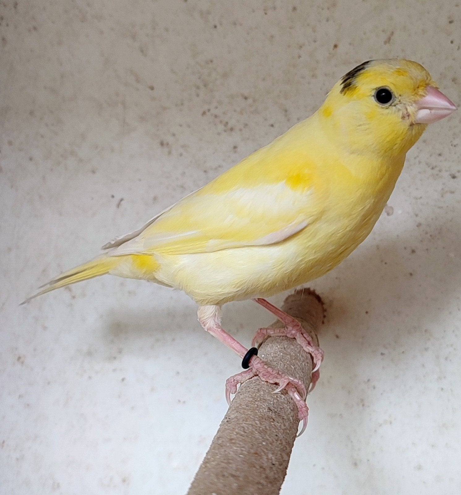 Jonge kanaries, Dieren en Toebehoren