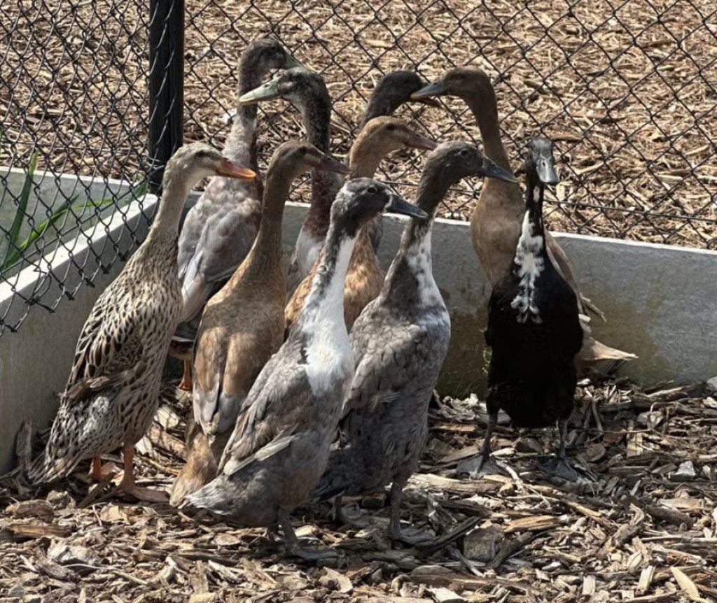 Indische loopeenden, Plusieurs animaux, Canard