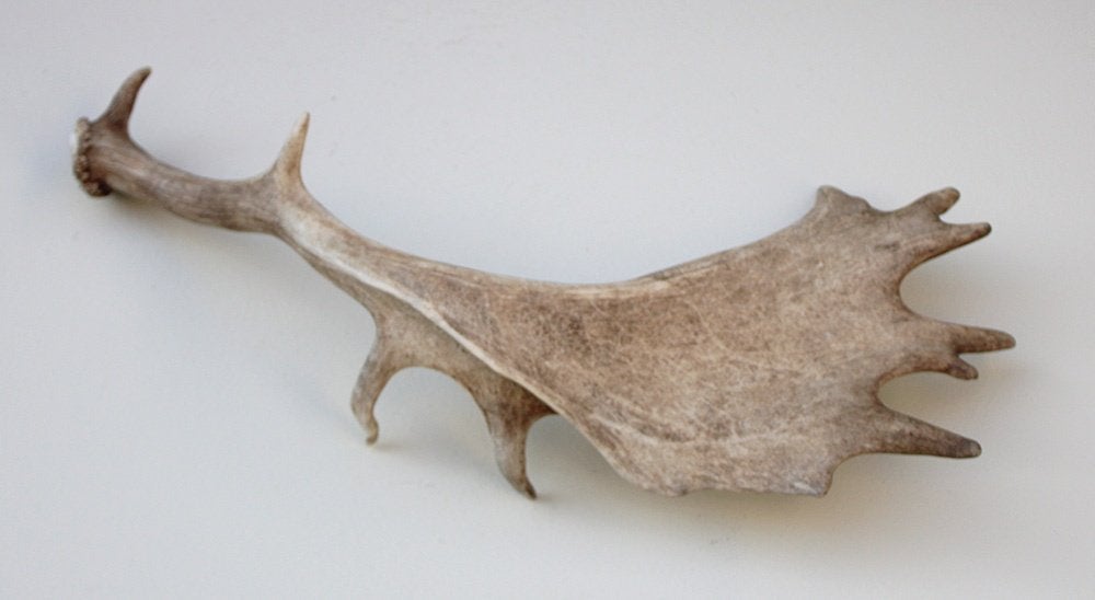 Grote DAMHERT GEWEI AFWERP STANG - 68 cm  - ref.  bru7, Verzamelen, Ophalen of Verzenden, Gebruikt, Hert, Gewei of Kop
