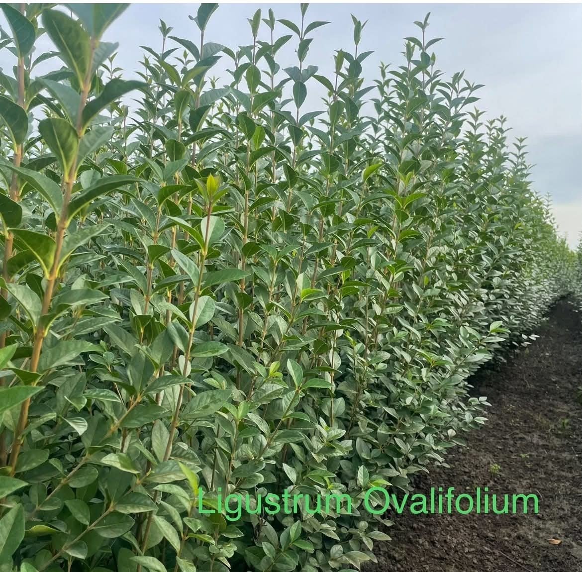 ‼️Ligustrum Ovalifolium aan promoprijzen ‼️, Tuin en Terras, Ophalen, Haagbeuk, Haag