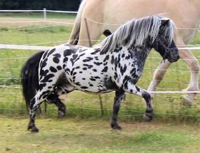 Gezocht: panterbonte appaloosa merrie, Jument