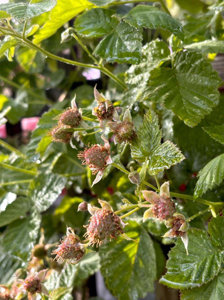 Framboise Loganberry - (framboise sans épines), Jardin & Terrasse, Plantes | Arbres fruitiers, Autres espèces, 100 à 250 cm, Plein soleil