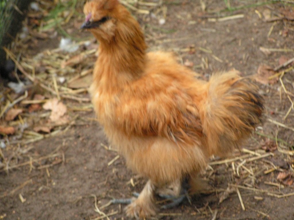 Buff pour jeunes oiseaux à soie, Mâle, Poule ou poulet