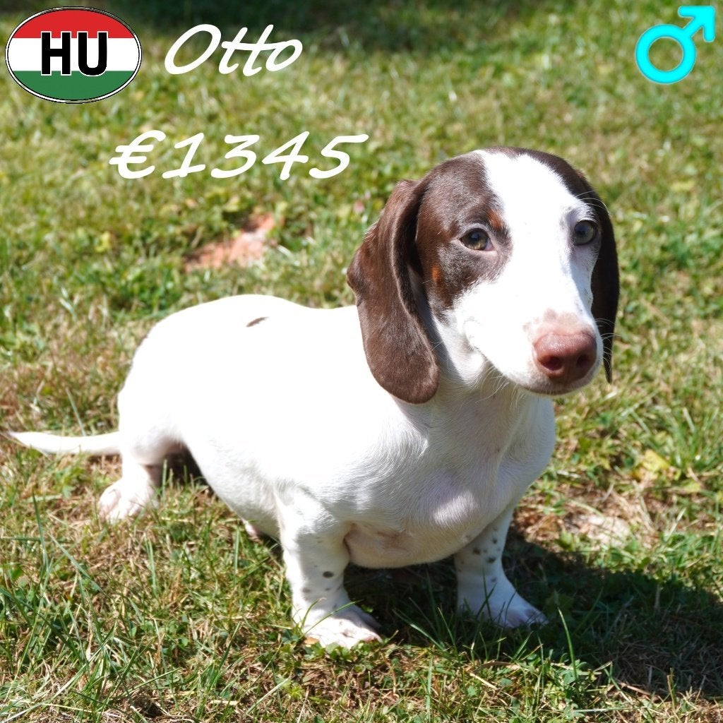 Otto, Teckel à poil court (mâle) à vendre, 15 semaines à 1 an, Poils courts, Chien (mâle), Étranger