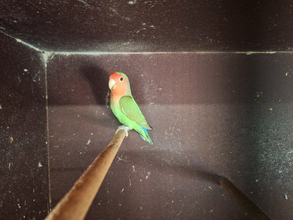 Roseicolli, Dieren en Toebehoren, Geslacht onbekend, Dwergpapegaai of Agapornis, Geringd