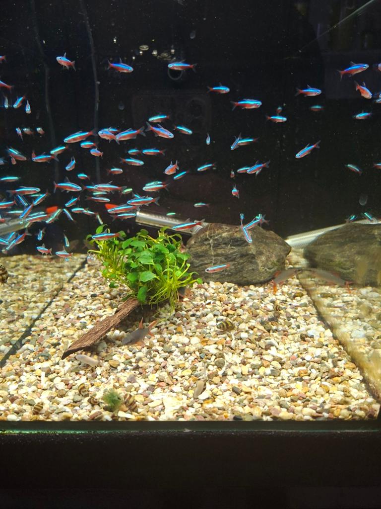 Kardinaal tetra, Dieren en Toebehoren