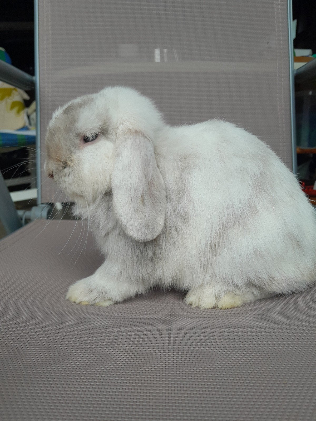 minilop ram, Dieren en Toebehoren, Konijnen, Mannelijk, Dwerg, Hangoor, 0 tot 2 jaar