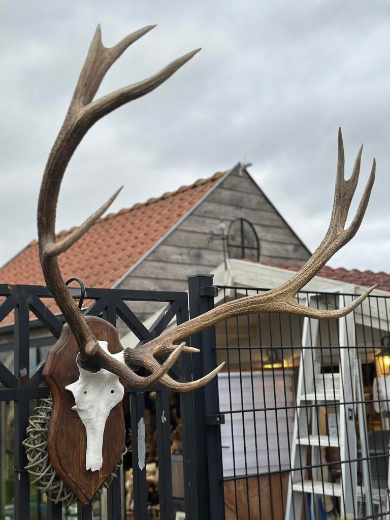 Groot gewei hert met gietijzeren schedel, Antiek en Kunst, Ophalen