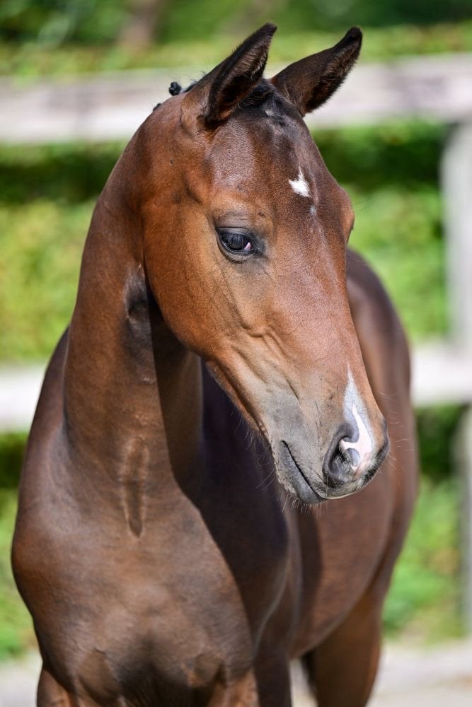 Zonik plus veulen, Met stamboom, Niet van toepassing, Dressuurpaard, 0 tot 2 jaar