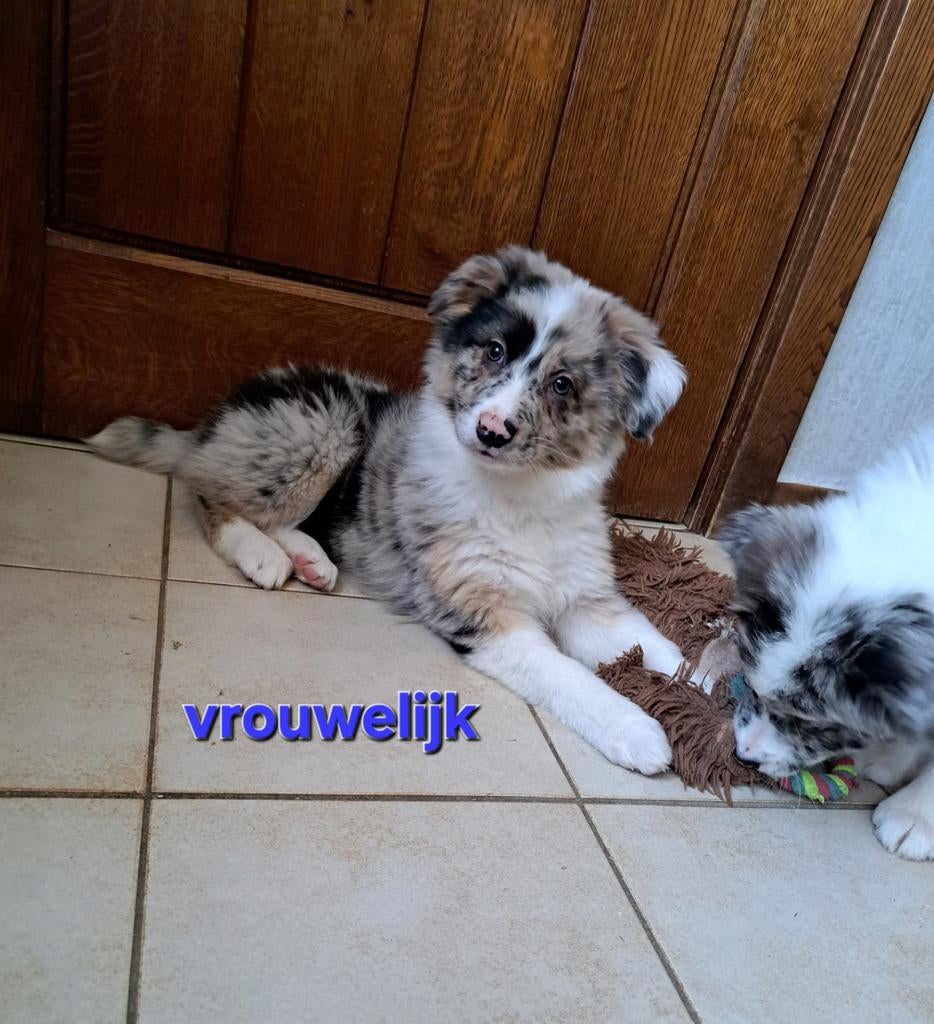 Lieve Australian shepherd pups op boerderij geteste ouders, Parvo, België, 8 tot 15 weken, Meerdere