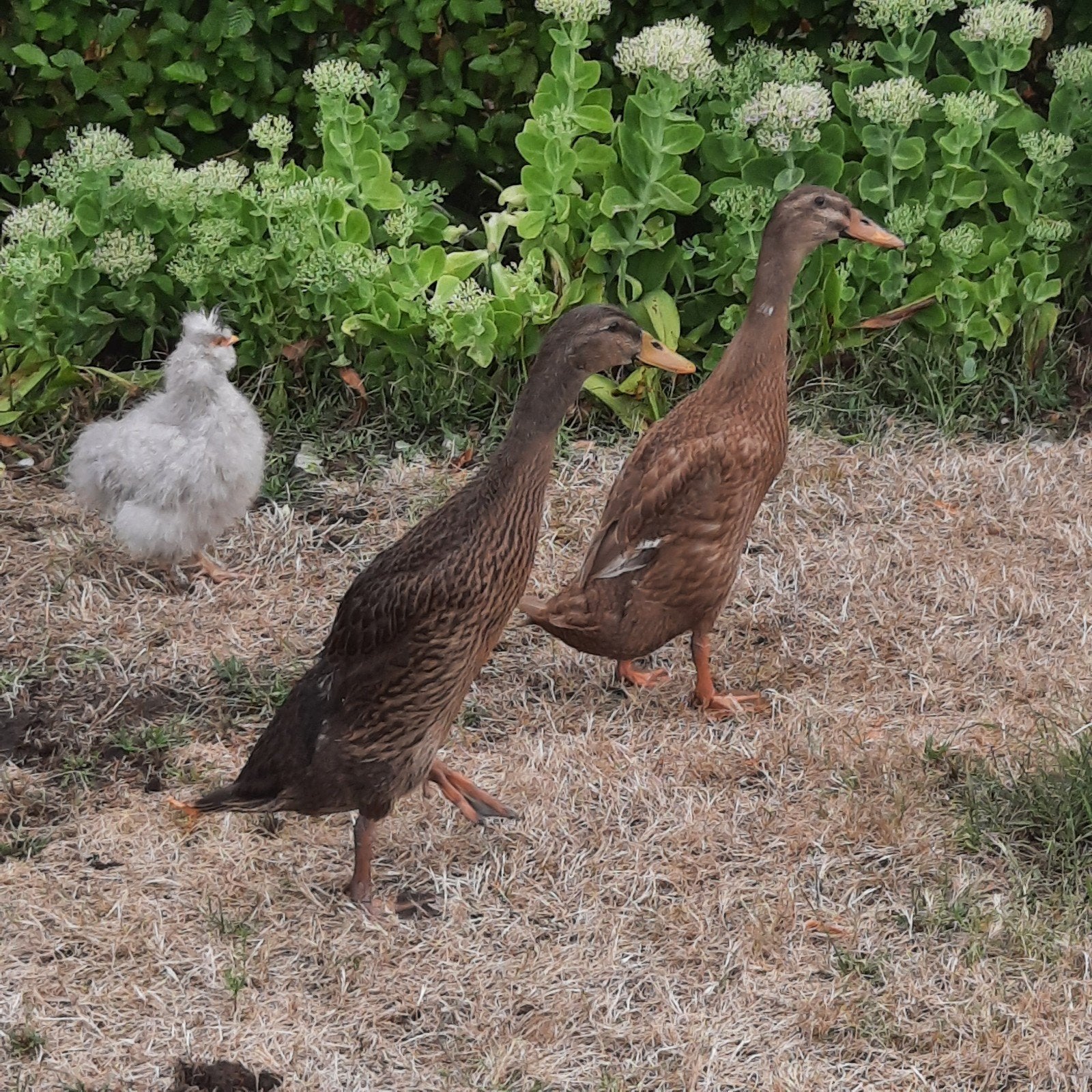 2 handtamme vrouwelijke loopeendjes, Dieren en Toebehoren, Pluimvee