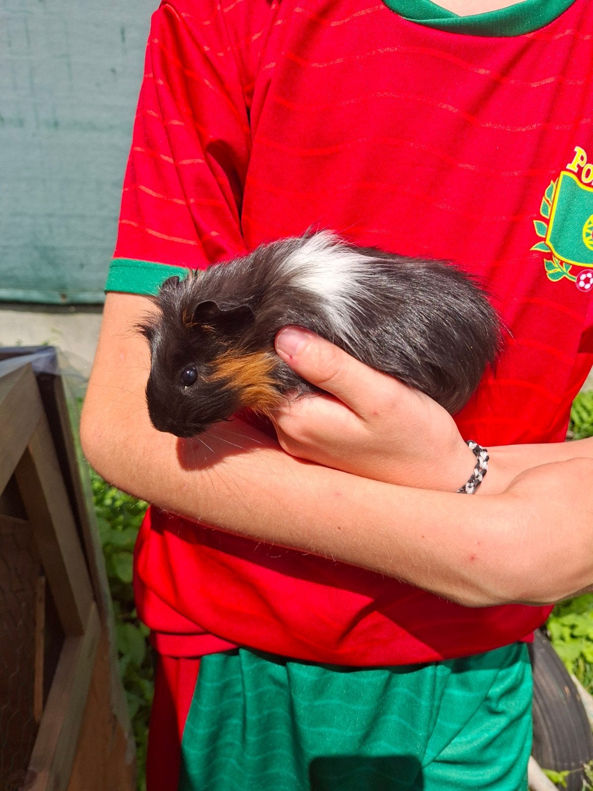 Kindvriendelijke cavia's te koop, 2 mannetjes, Juin, Mâle, Cobaye