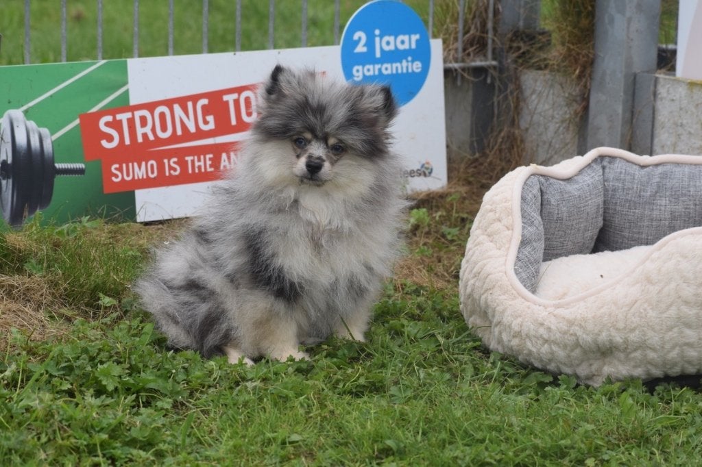 Chiot de Poméranie, pomérien, mini keeshond, Spitz, Animaux & Accessoires, Loulou, Chien (mâle), Belgique, Un chien
