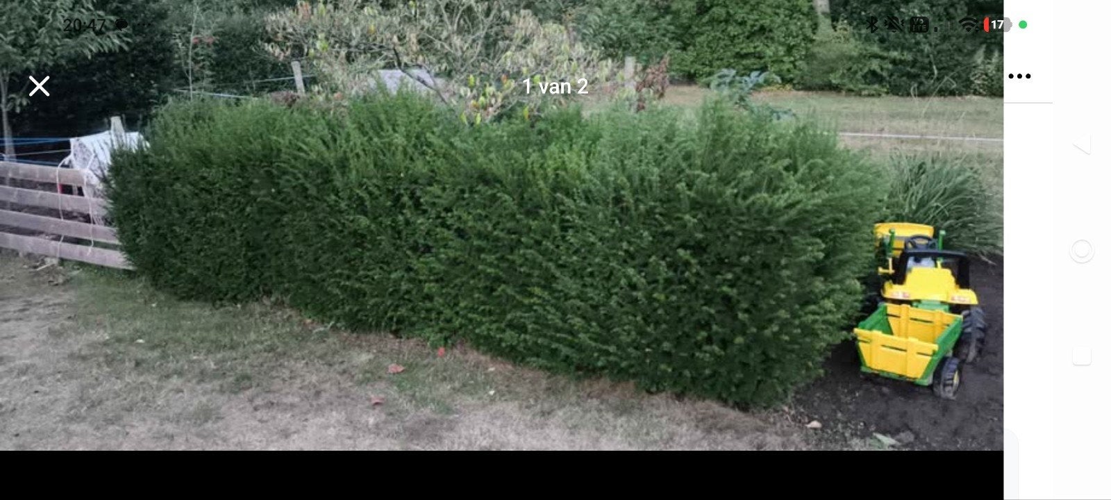 taxus haag 50 meter, Ophalen, Taxus, Haag, 100 tot 250 cm