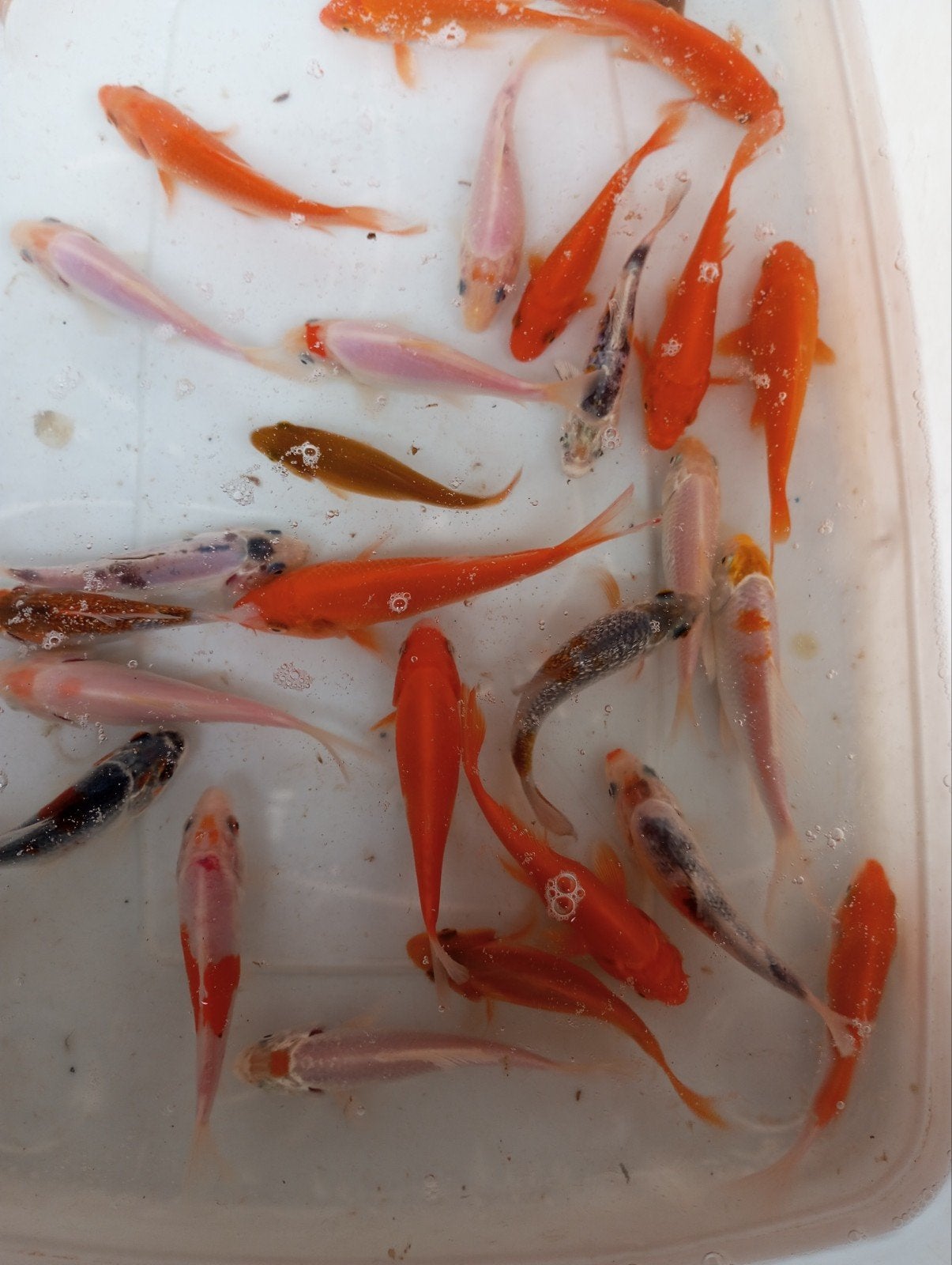 Koi s 10/12 cm