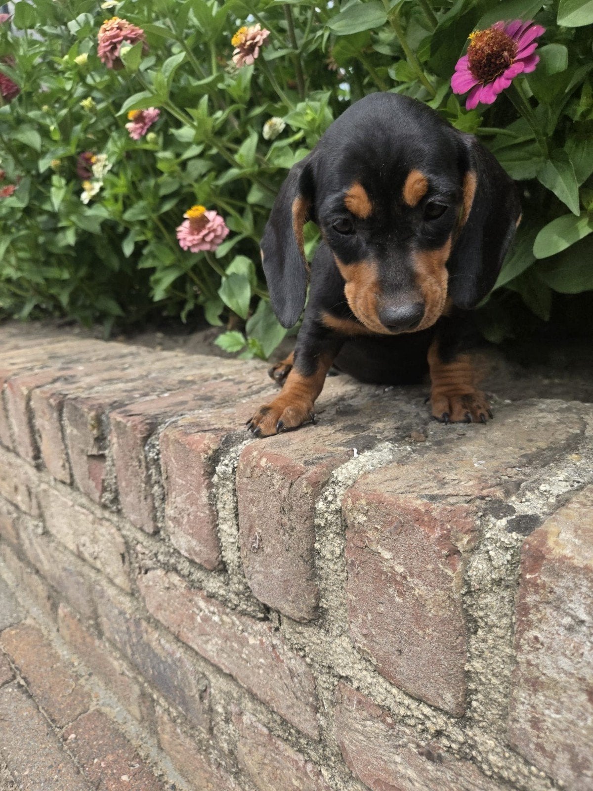 Teckel pups, Dieren en Toebehoren, België, Particulier, 8 tot 15 weken, Korthaar