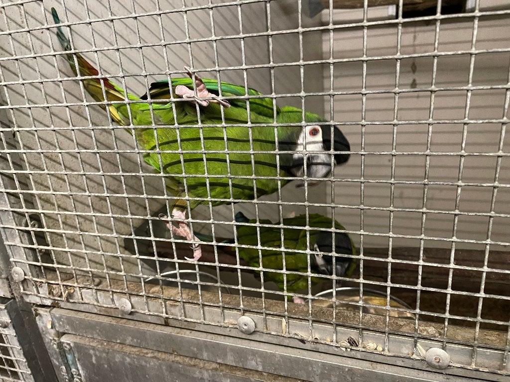 Geelnek ara, Dieren en Toebehoren, Mannelijk, Papegaai, Geringd