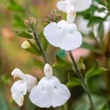 Salvia Gletsjer, Tuin en Terras, Ophalen