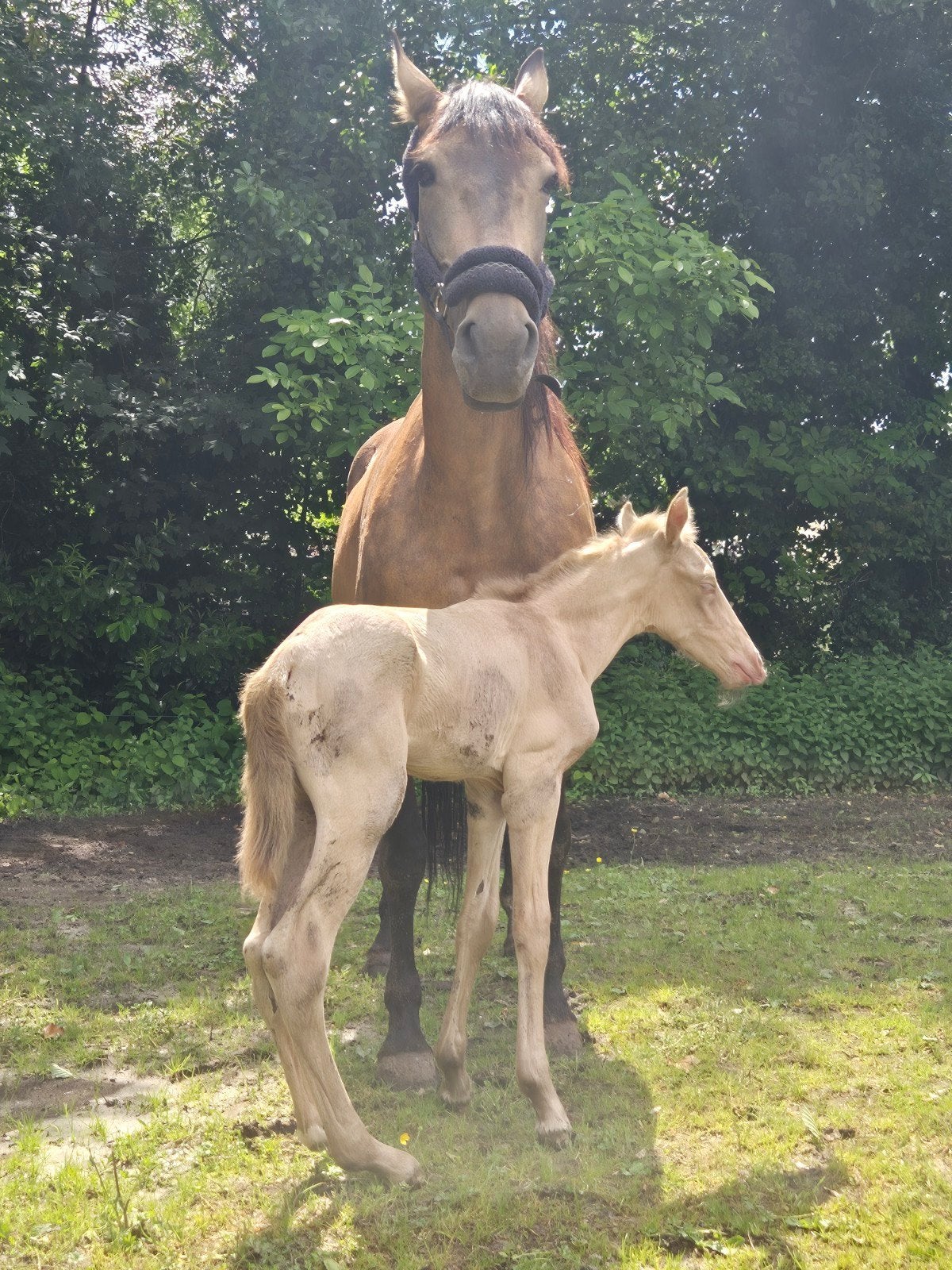 2 spaanse veulentjes, Animaux & Accessoires, Chevaux, Étalon