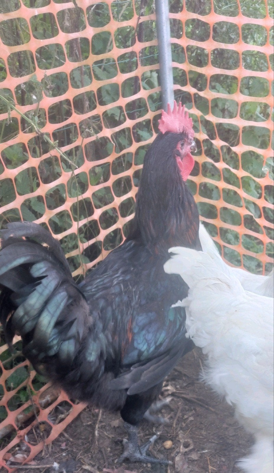 gros et jeune coq croisé, Animaux & Accessoires, Mâle, Poule ou poulet