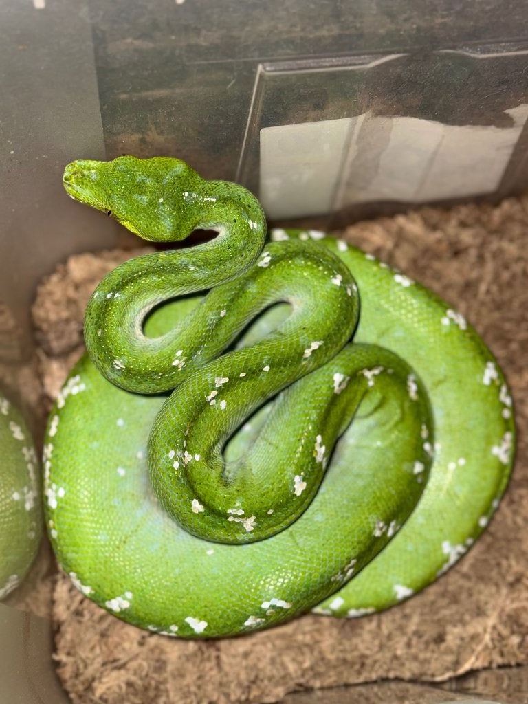 Divers serpents, Animaux & Accessoires, Serpent, Avec terrarium, 3 à 6 ans