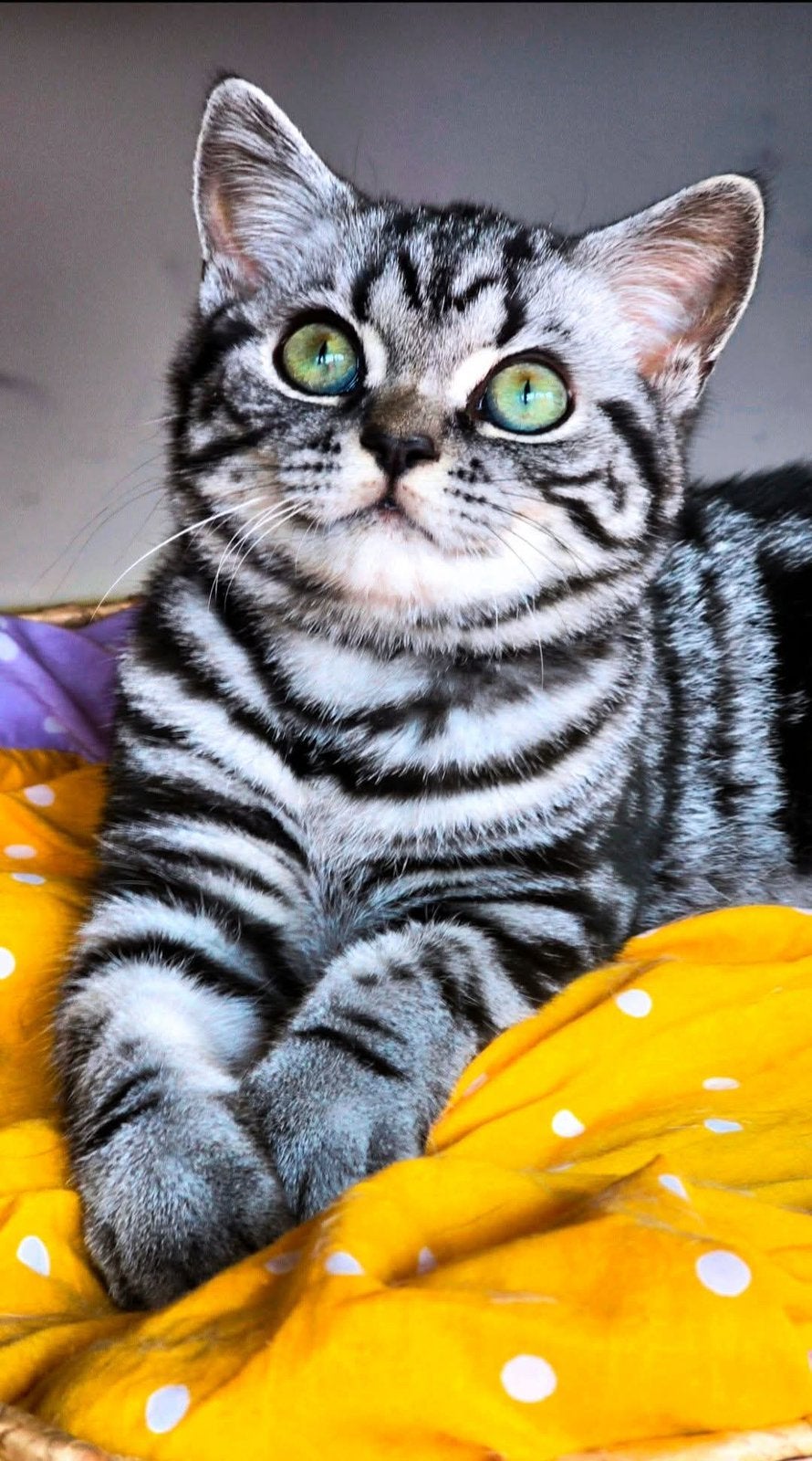 Chat britannique à poil court Mundikat/FIFE, Animaux & Accessoires, Chat, Avec pedigree, 0 à 2 ans