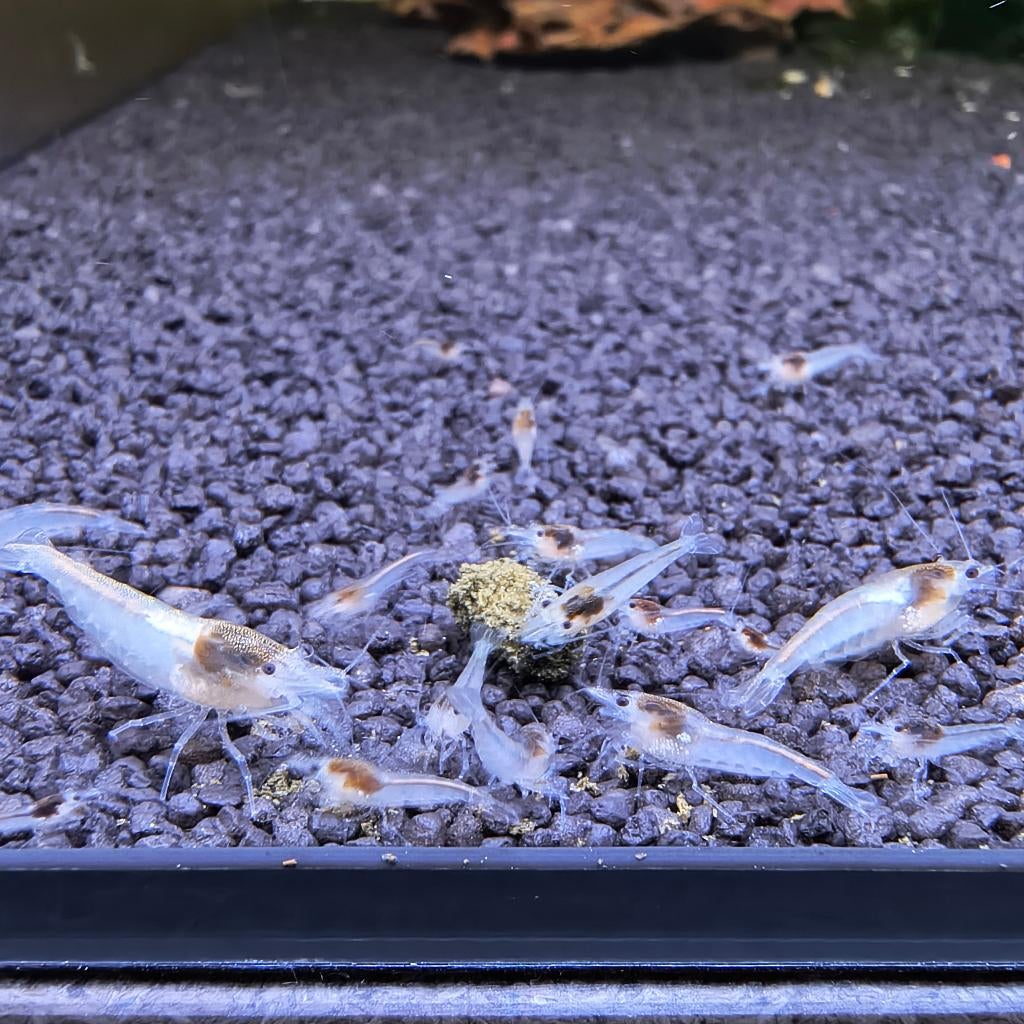 White pearl garnalen, Dieren en Toebehoren, Kreeft, Krab of Garnaal, Zoetwatervis