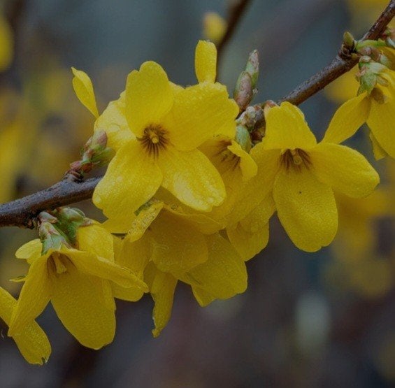 Pachtige Forsythia’s 80-140cm, Enlèvement, Printemps