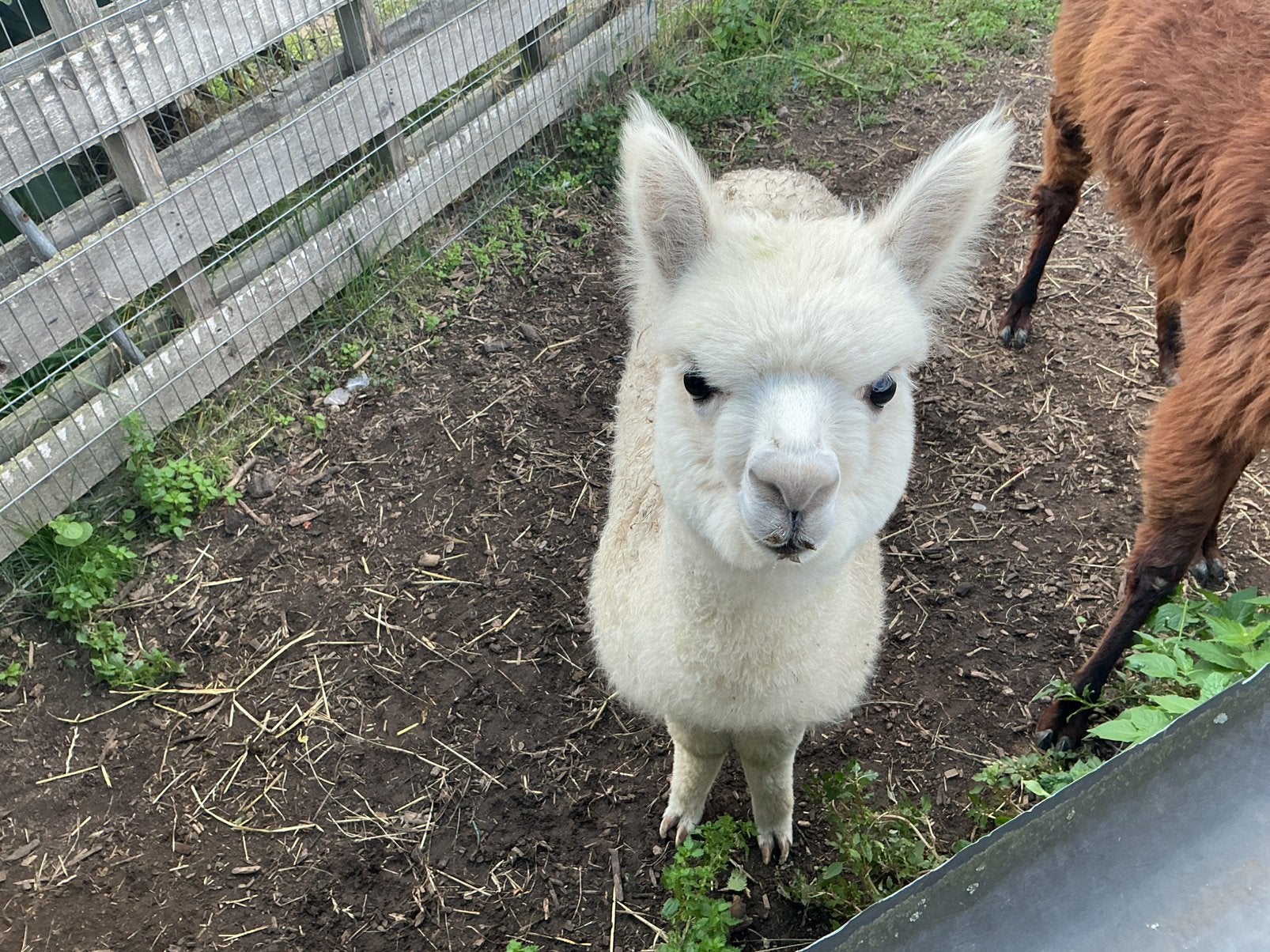 Alpaca hengst, Mars, Mâle