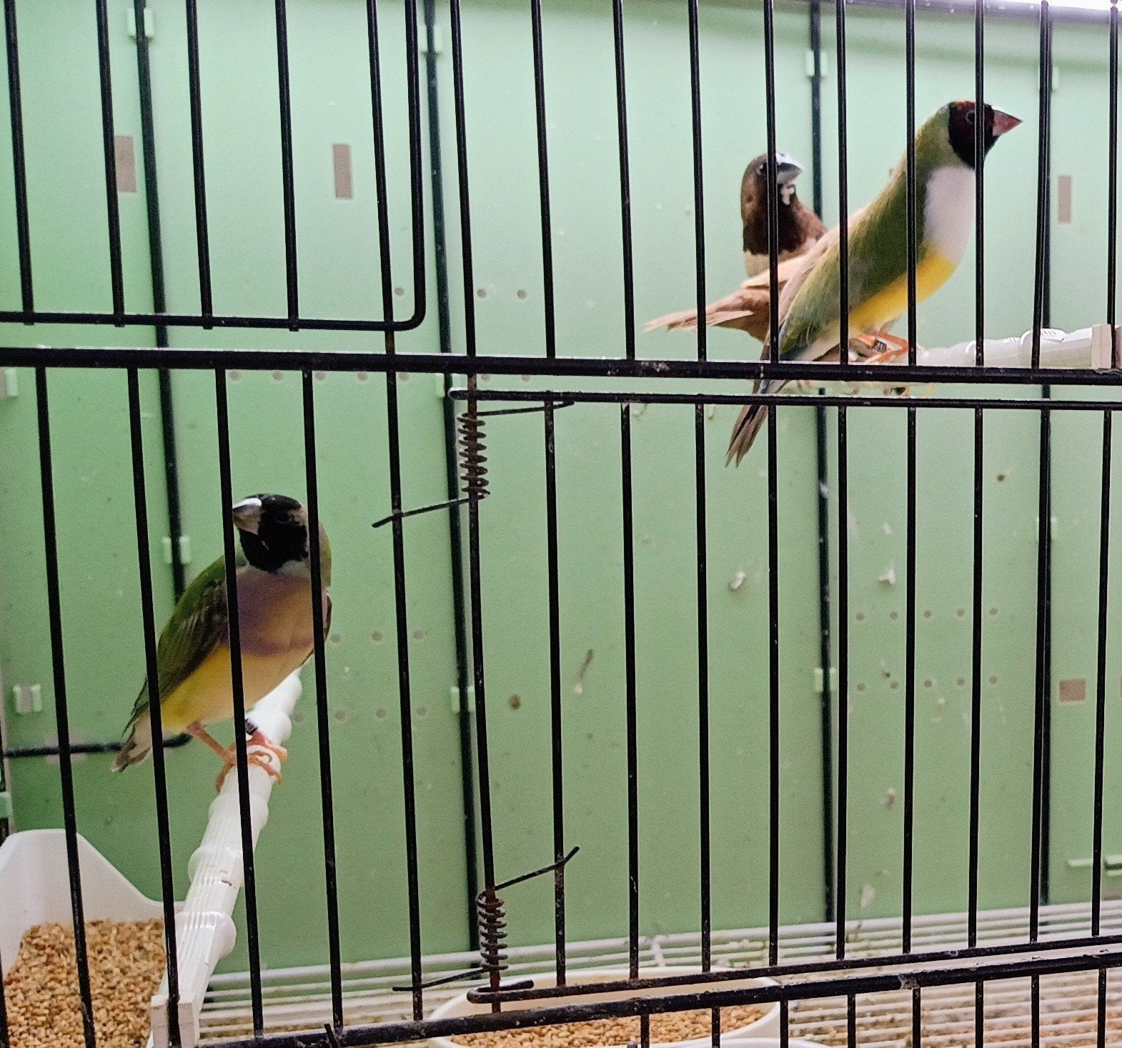 2 koppels gouldamadines, Dieren en Toebehoren, Vogels | Overige Vogels, Tropenvogel, Meerdere dieren, Geringd