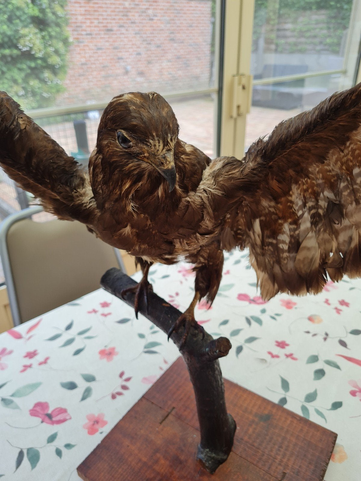 Taxiservice opgezette buizerd, Ophalen