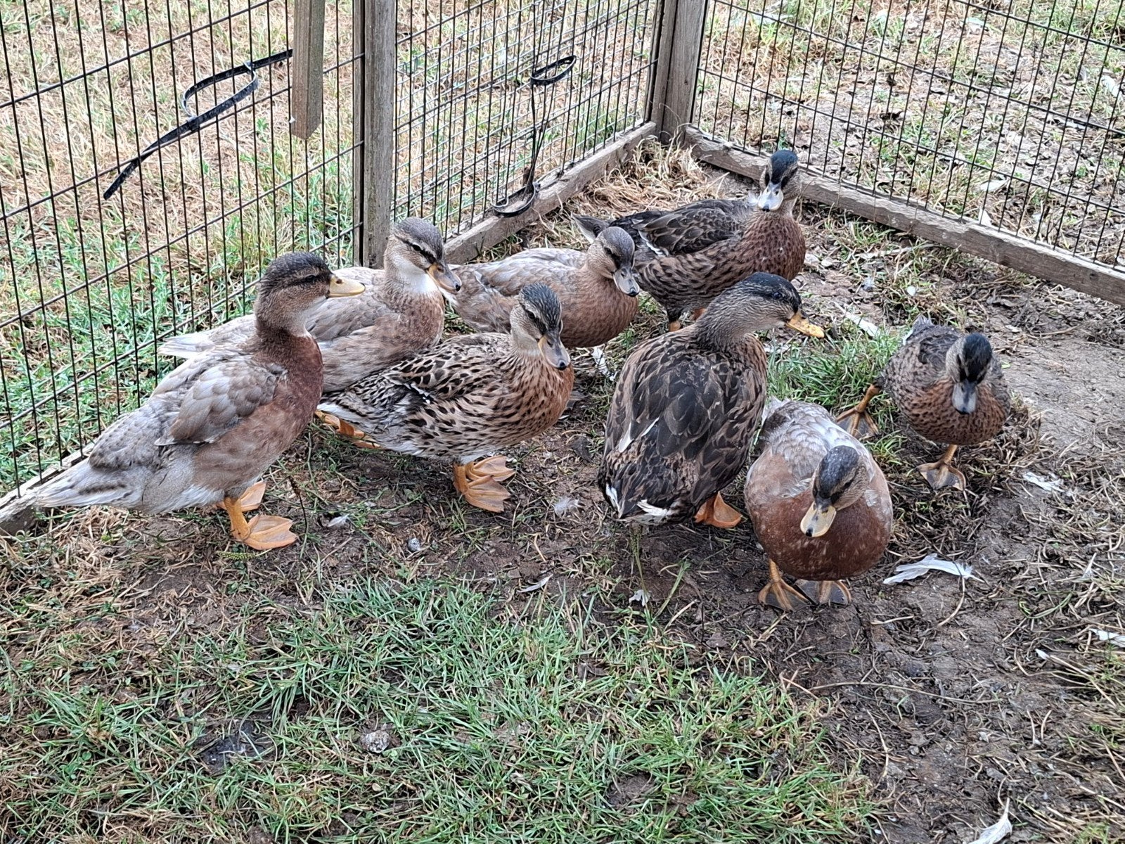 Hollandse kwakers, Meerdere dieren, Eend