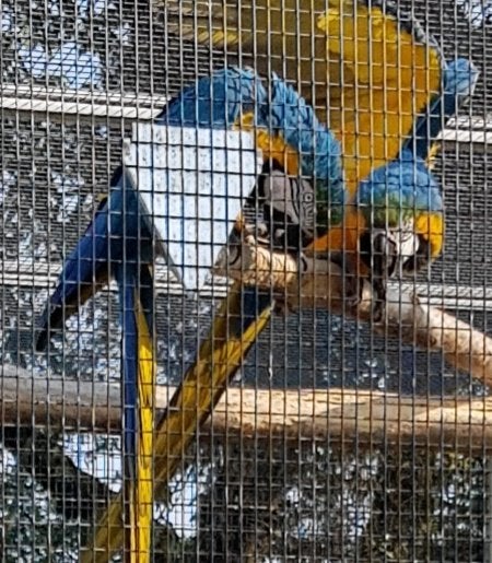 Couple ara bleu jaune repro, Animaux & Accessoires, Perroquet