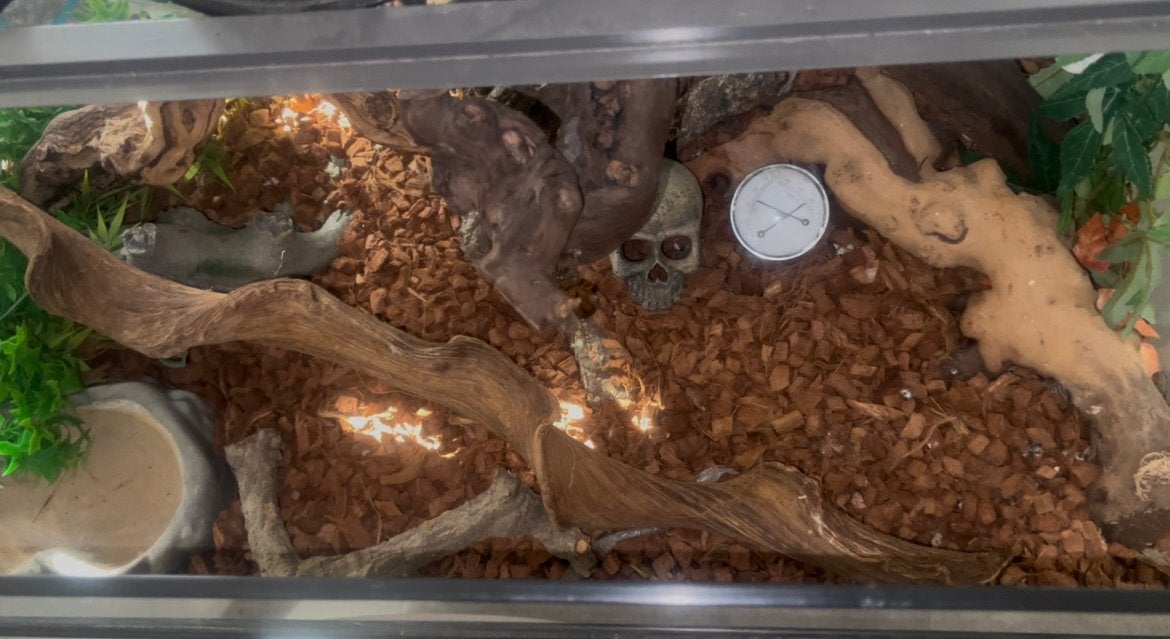 Terrarium die gebruikt werd voor slang, Dieren en Toebehoren, Slang