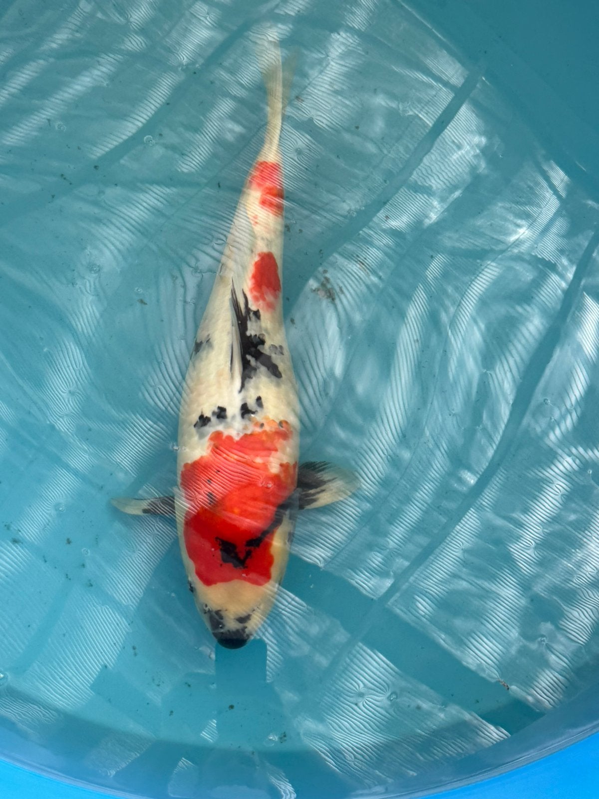 Japanse koi