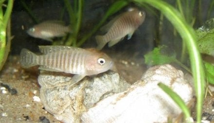Neolamprologus  of Slakkenhuiscichlide, Vis, Zoetwatervis