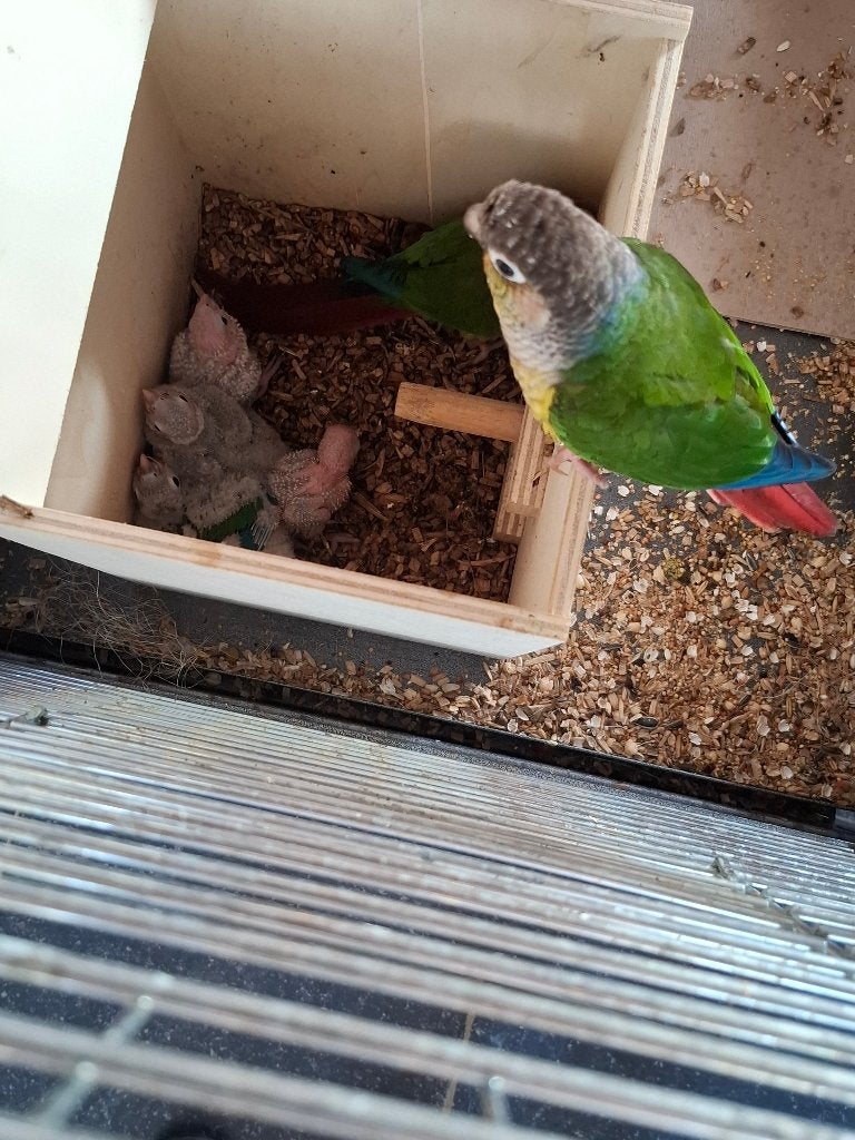 Pyrrhura's, Dieren en Toebehoren, Meerdere dieren, Parkiet, Tam