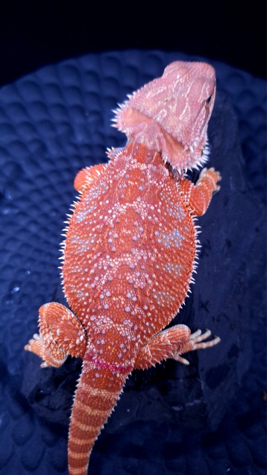 50% Red Monster Hypo Blue Bar het. Trans Baardagaam Vrouw, Dieren en Toebehoren