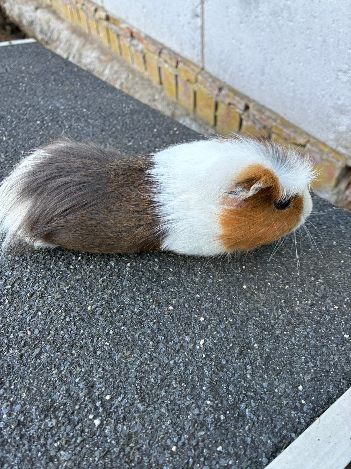 Jonge cavia, Animaux & Accessoires, Rongeurs, Avril, Femelle, Cobaye